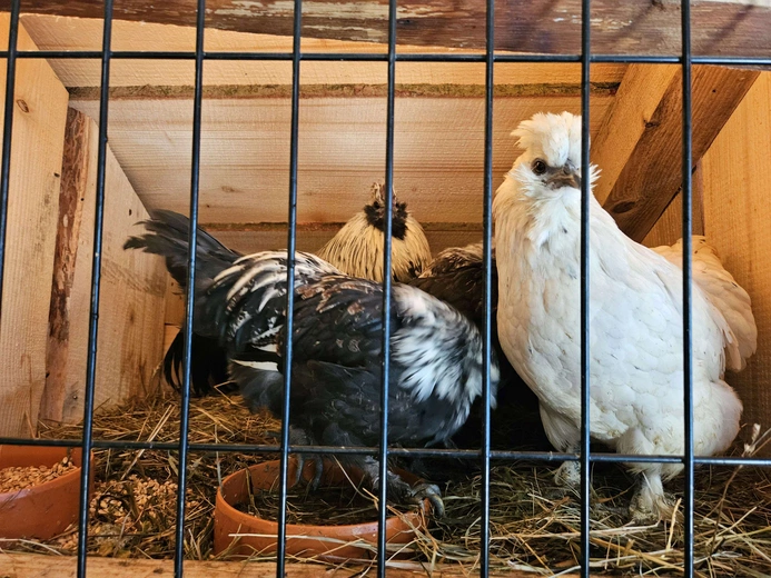 Żywa szopka w Niedźwiedzy