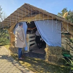 Żywa szopka w Niedźwiedzy