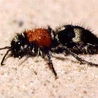 Dasylabris maura