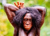 Australopitek (rekonstrukcja)