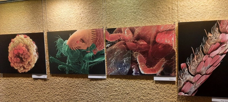 Świat pod mikroskopem
