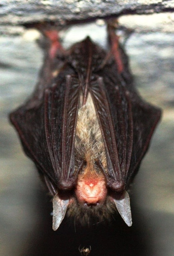 Nieznana choroba zabiła ponad pół setki osób w DR Konga