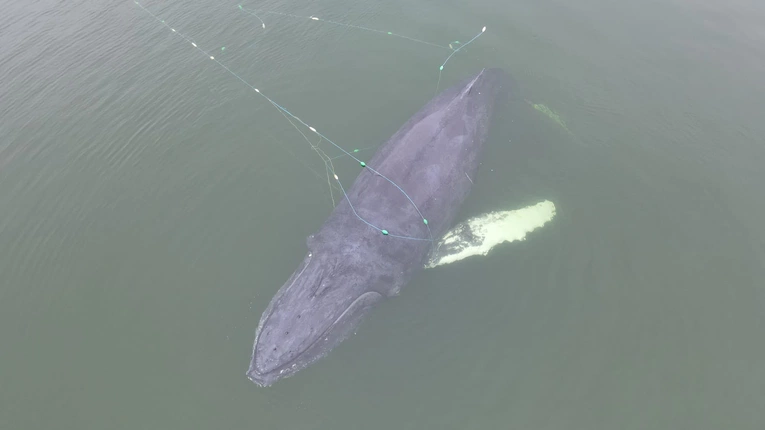 Rzadkość! Ogromny morski ssak zaplątał się w sieci rybaków kilkaset metrów od ich bazy w Międzyzdrojach