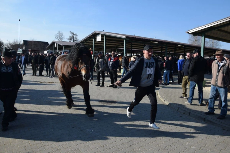 Targi końskie w Skaryszewie 