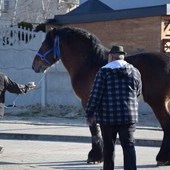 Targi końskie w Skaryszewie 