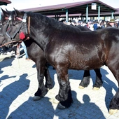 	Podziwiano konie ras wielkopolskiej, śląskiej, szlacheckiej i zimnokrwistej.