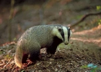 Wieczorne spotkania