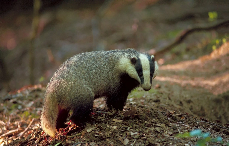 Wieczorne spotkania