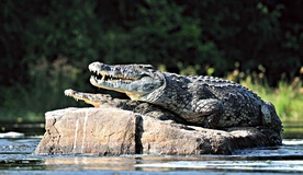 Krokodyl nilowy – drugi co do wielkości krokodyl świata. W czasach, gdy spisywano Pismo Święte, występował aż do ujścia Nilu, znacznie dalej niż obecnie