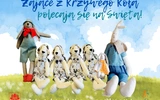 Zające z Krzywego Koła - jak powstają i gdzie zamieszkały