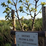 Kwitnące aleje czereśniowe wokół Góry Świętej Anny - 2025