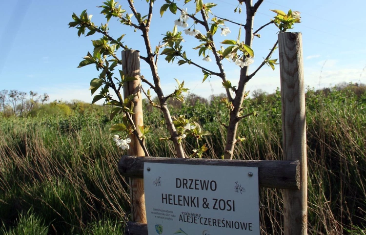Kwitnące aleje czereśniowe wokół Góry Świętej Anny - 2025