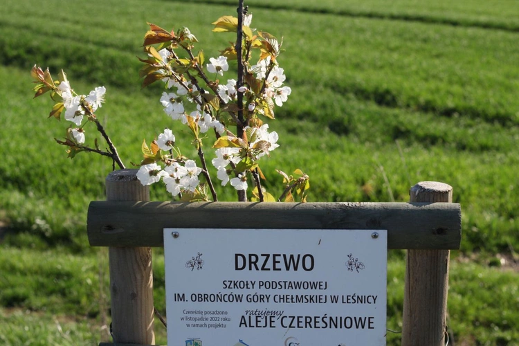 Kwitnące aleje czereśniowe wokół Góry Świętej Anny - 2025
