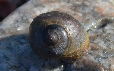 Śllimak Littorina