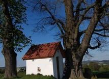 Korzenie Czasu. Opowieść o starej lipie i kapliczce pod jej skrzydłami 