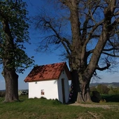 Korzenie Czasu. Opowieść o starej lipie i kapliczce pod jej skrzydłami 