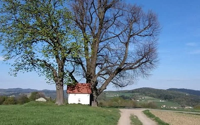 Korzenie czasu