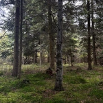 Ślady Stwórcy w lesie