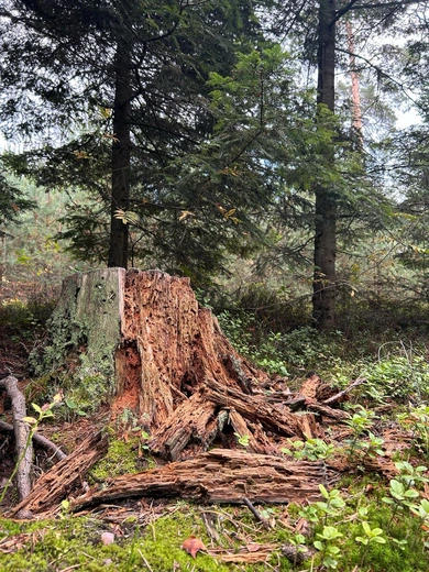 Ślady Stwórcy w lesie