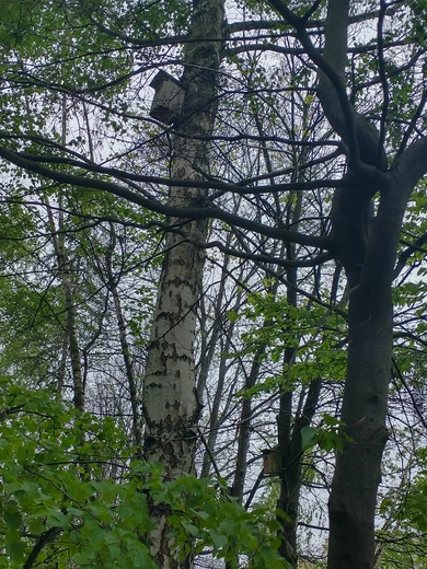 Drzewa jako symbol trwałości i duchowego zakorzenienia