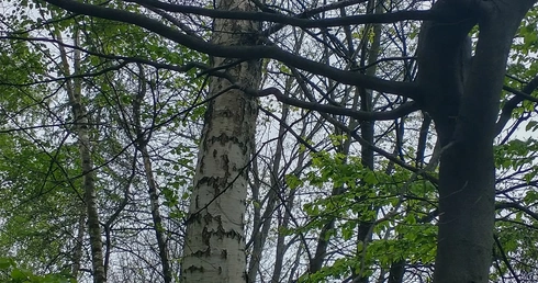 Drzewa jako symbol trwałości i duchowego zakorzenienia