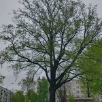 Drzewa jako symbol trwałości