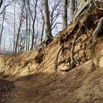 Drzewa jako symbol trwałości