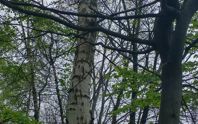 Drzewa jako symbol trwałości