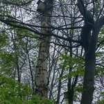 Drzewa jako symbol trwałości