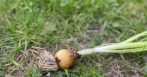 Kwiat ludzkiego życia