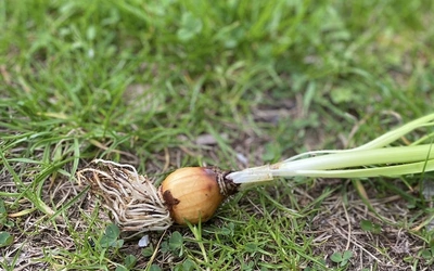 Kwiat ludzkiego życia