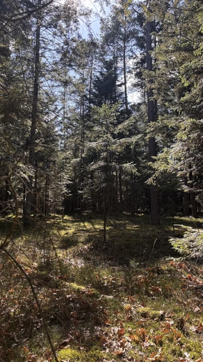 Gdy natura przemawia szeptem