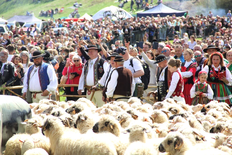 Błogosławieństwo owiec w Jaworkach