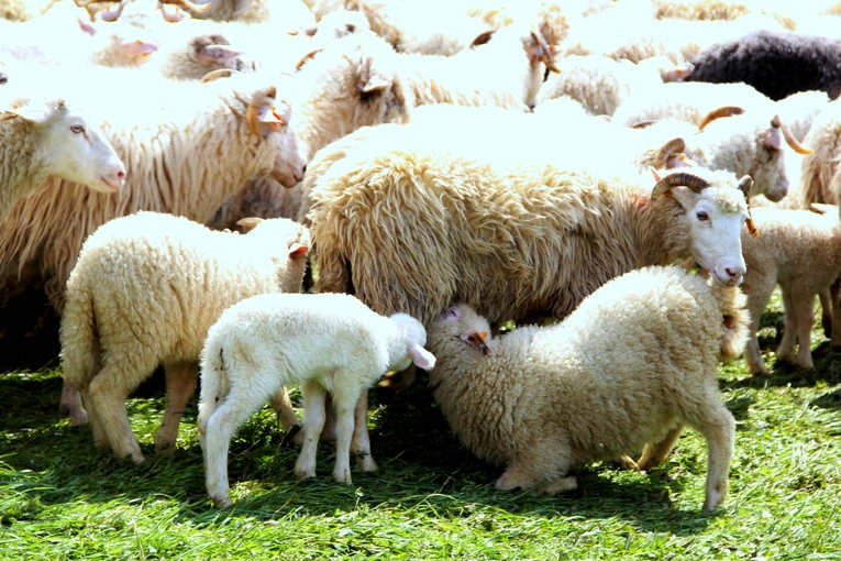 Błogosławieństwo owiec w Jaworkach