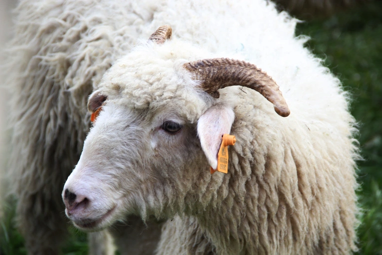 Błogosławieństwo owiec w Jaworkach