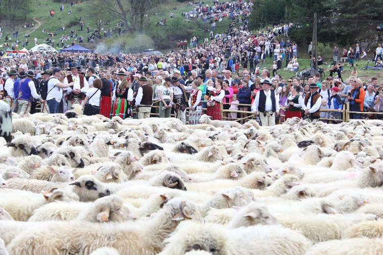 Błogosławieństwo owiec w Jaworkach