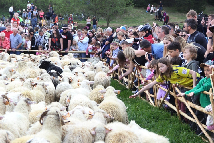 Błogosławieństwo owiec w Jaworkach