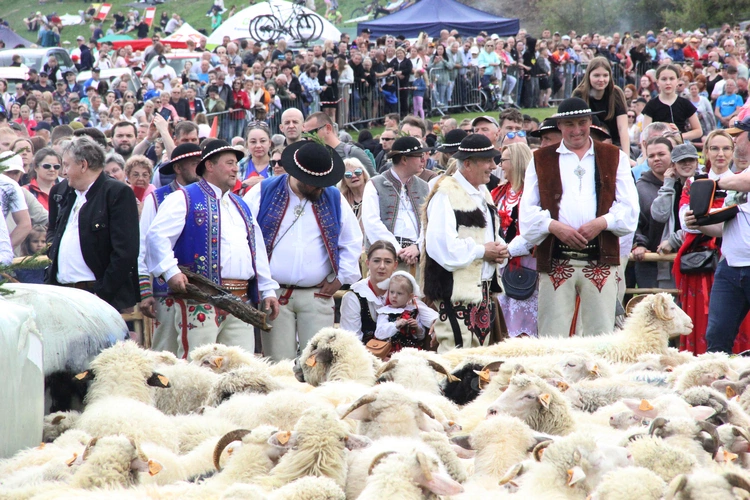 Błogosławieństwo owiec w Jaworkach