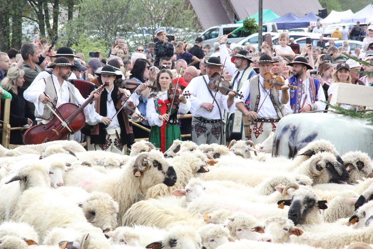 Błogosławieństwo owiec w Jaworkach