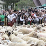 Błogosławieństwo owiec w Jaworkach