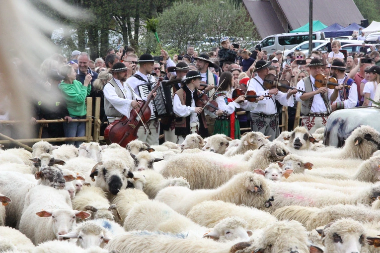 Błogosławieństwo owiec w Jaworkach