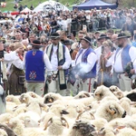 Błogosławieństwo owiec w Jaworkach
