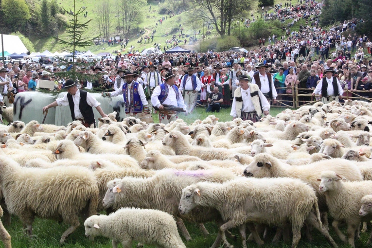 Błogosławieństwo owiec w Jaworkach