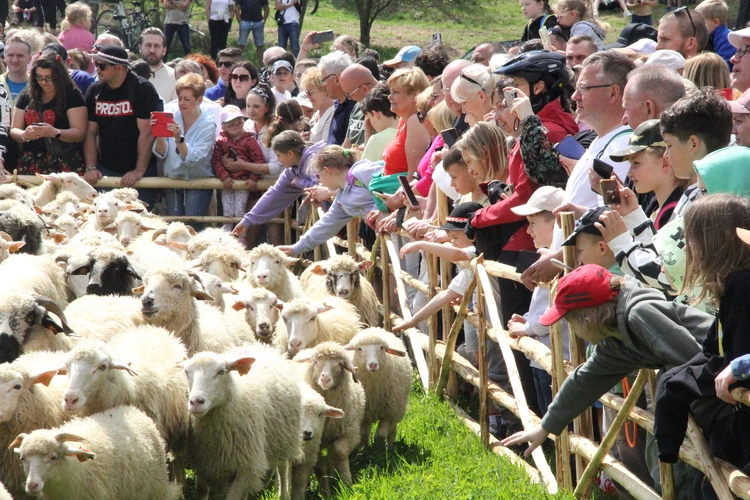 Błogosławieństwo owiec w Jaworkach