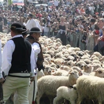 Błogosławieństwo owiec w Jaworkach
