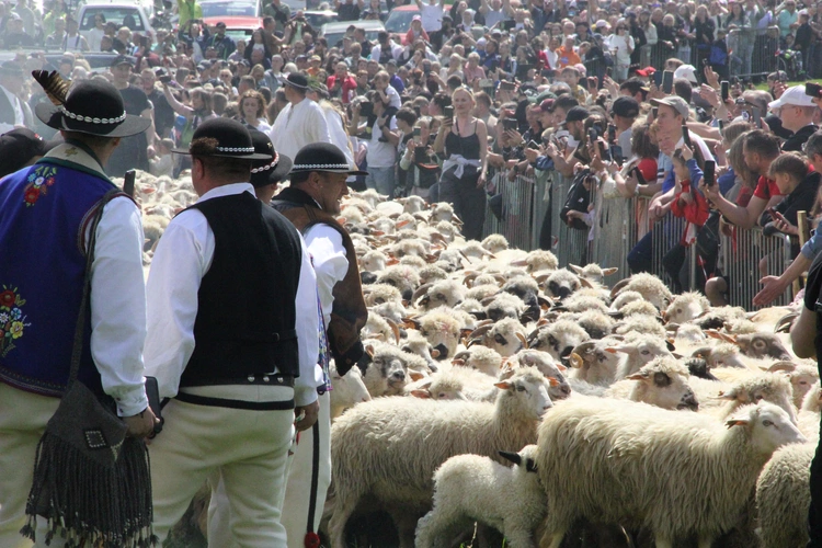 Błogosławieństwo owiec w Jaworkach