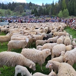 Błogosławieństwo owiec w Jaworkach