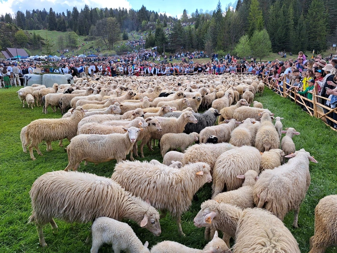 Błogosławieństwo owiec w Jaworkach