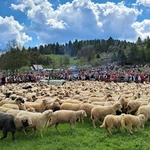 Błogosławieństwo owiec w Jaworkach