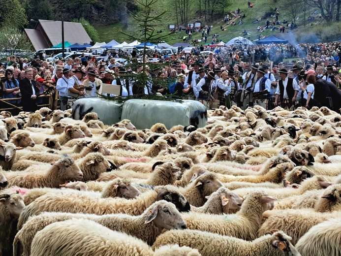 Błogosławieństwo owiec w Jaworkach